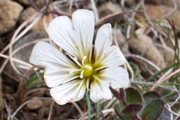 shetland mouse-ear