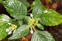 common hemp-nettle