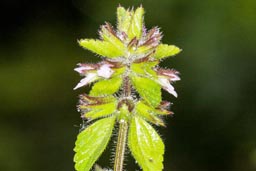 field woundwort