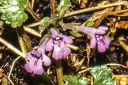 ground-ivy