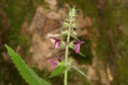 hedge woundwort