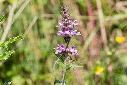 marsh woundwort