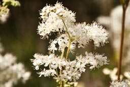 meadowsweet