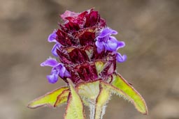 self heal