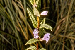 skullcap