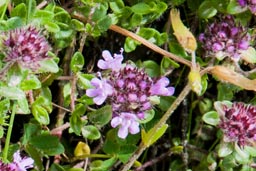 wild thyme