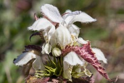 white dead nettle