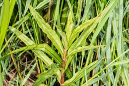 tufted loosestrife