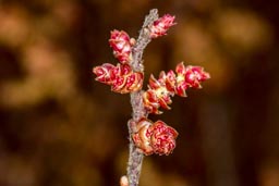 bog myrtle