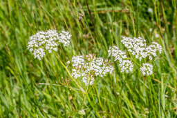 apiaceae gallery