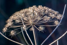 giant hogweed