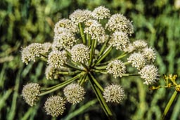 hemlock water dropwort