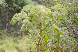 hogweed