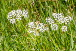 pignut