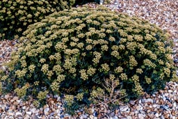 rock samphire