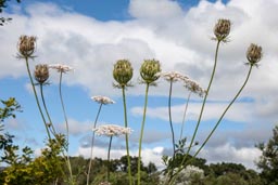 wild carrot