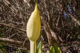 american skunk cabbage