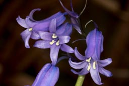 common bluebell
