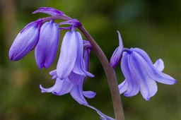 hybrid bluebell