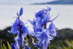 spanish bluebell