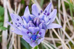 spring squill