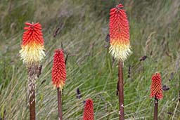 red hot poker