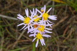 asteraceae gallery