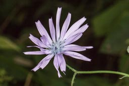 blue sow thistle