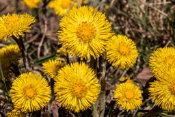 coltsfoot