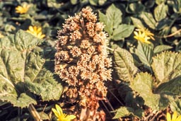 common butterbur