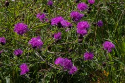 common knapweed