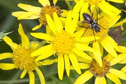 common ragwort