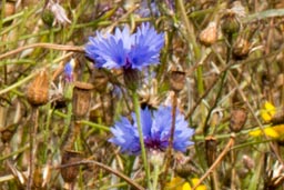 cornflower