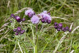 creeping thistle