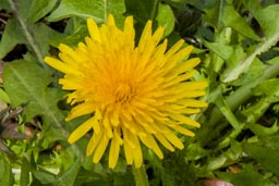 dandelion