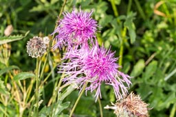 greater knapweed