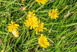 hawkweed