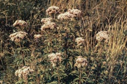 hemp agrimony