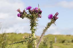 marsh thistle