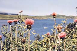 melancholy thistle