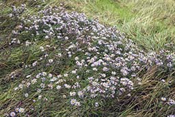 michaelmas daisy