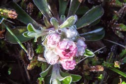 mountain everlasting