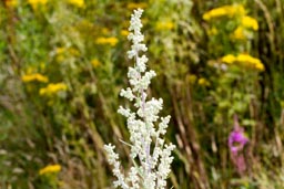 mugwort