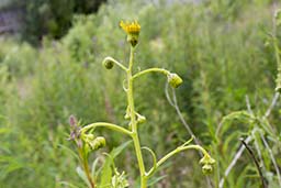 narrow-leaved ragwort