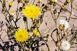 perennial sow thistle