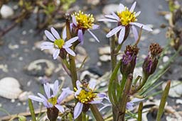 sea aster