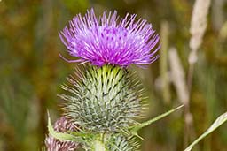 spear thistle