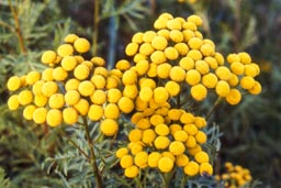 tansy