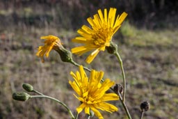 umbellate hawkweed