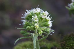 white butterbur